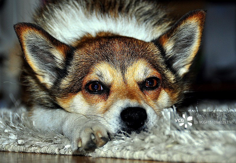 海鹦犬图片素材