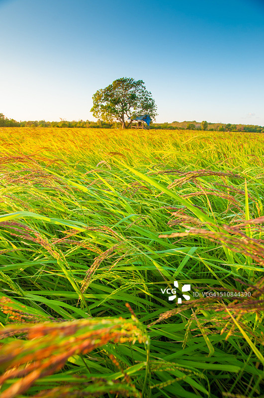 傍晚天空下的绿色稻田图片素材