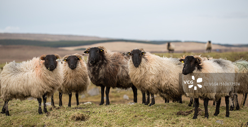 早春爱尔兰乡村风光中的绵羊图片素材