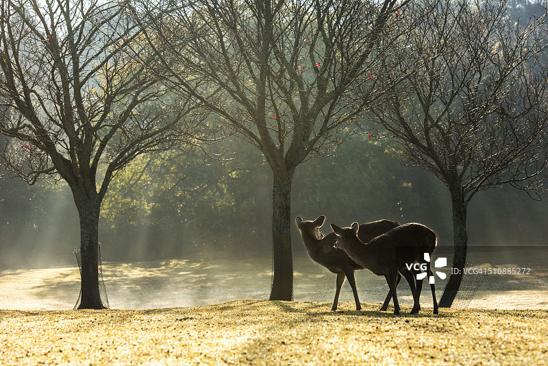 奈良公园清晨逆光出现的鹿图片素材