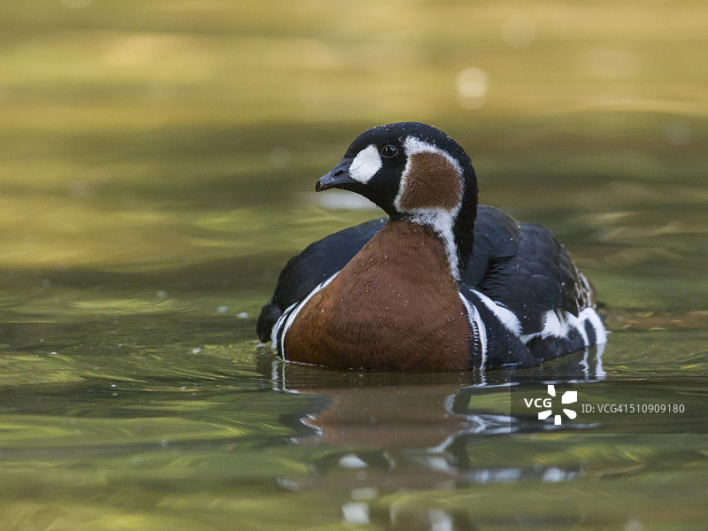 水面上的红胸 goose，红颈雁图片素材