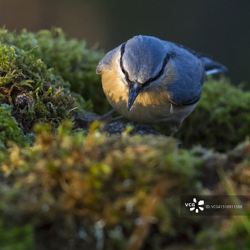 欧洲山雀图片素材