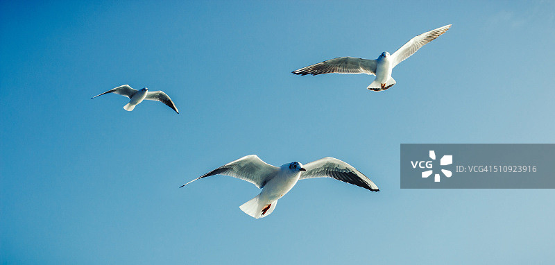 海鸥——海鸟图片素材