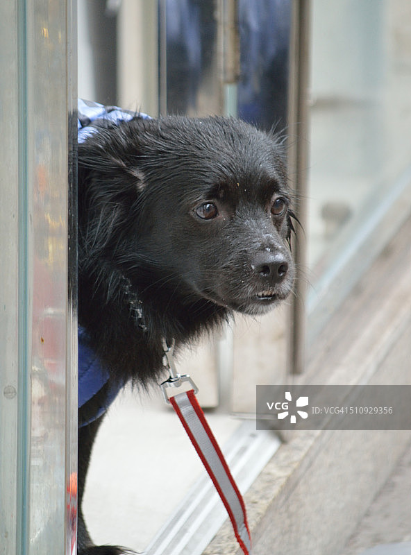 小狗探头图片素材