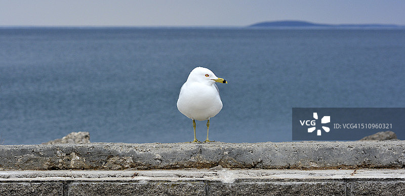 纹嘴鸥图片素材