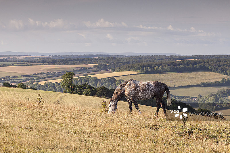 在多塞特郡汉布尔登山上吃草的马图片素材