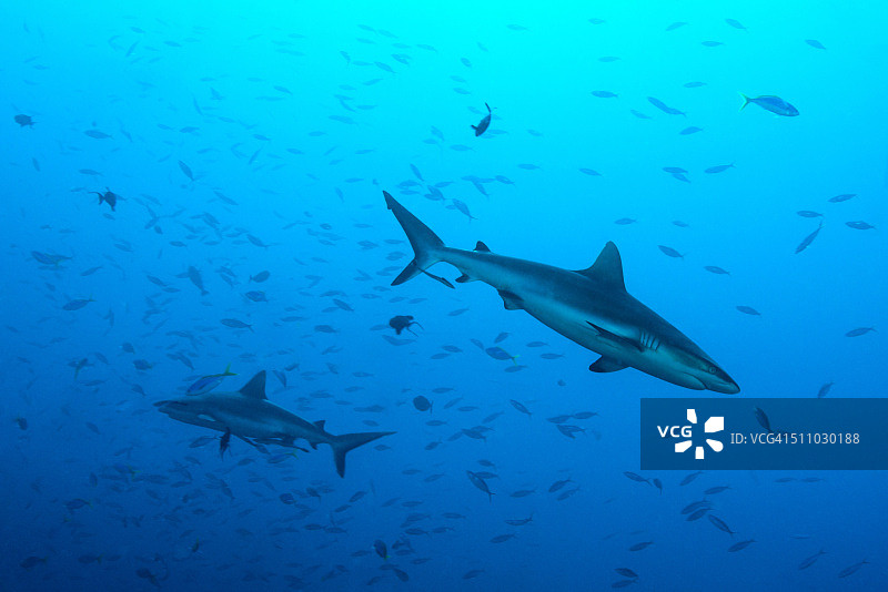 蓝角灰礁鲨 - 帕劳图片素材