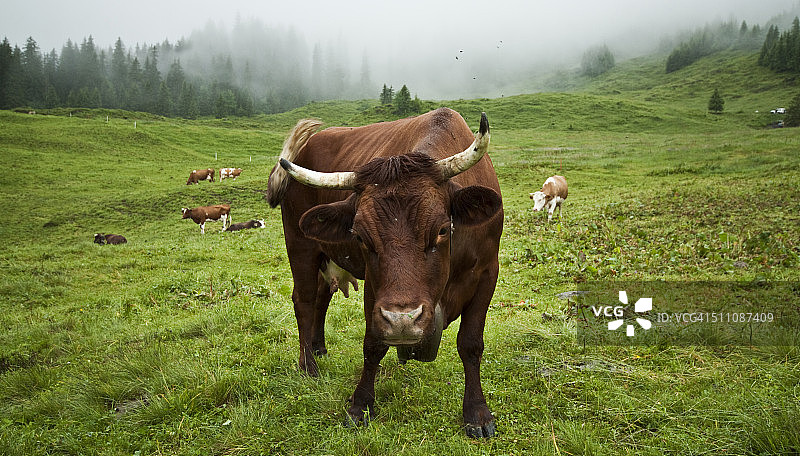 瑞士奶牛图片素材