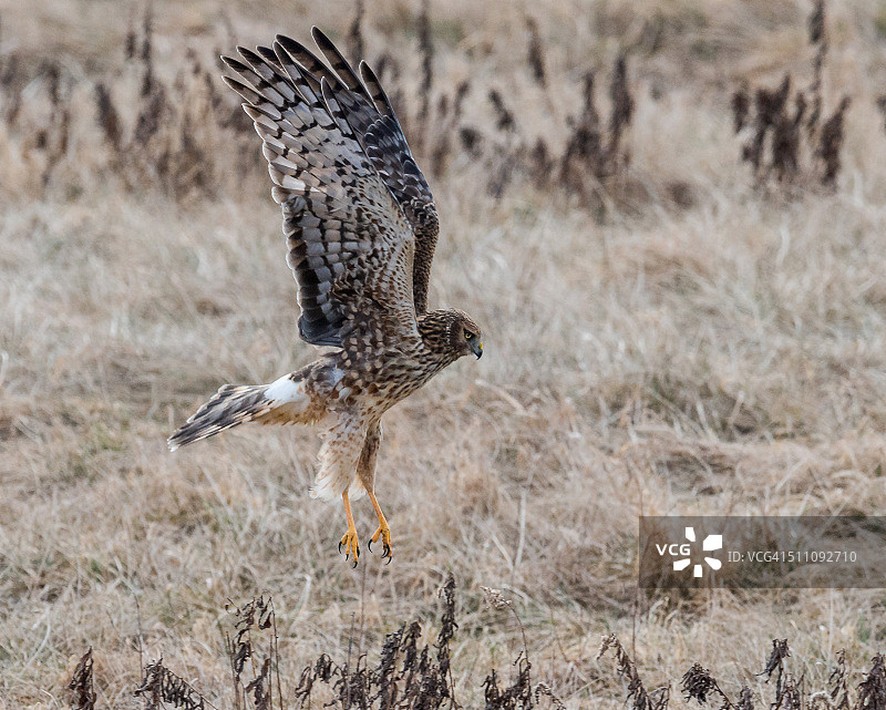 北方猎兔犬图片素材