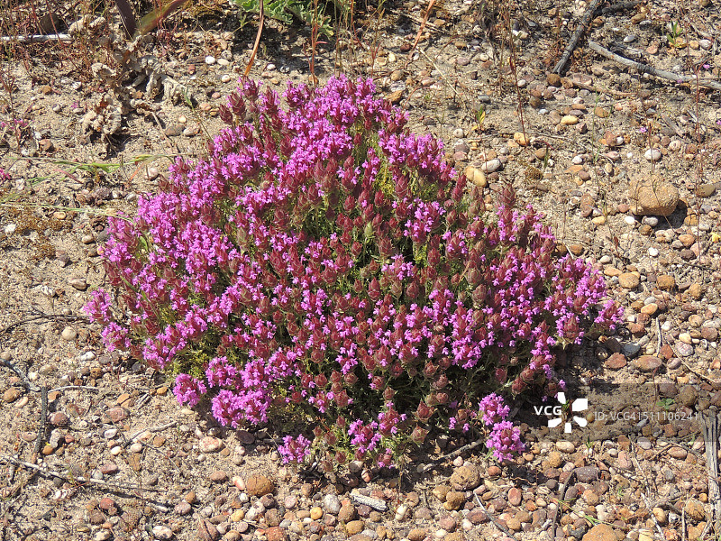 百里香图片素材