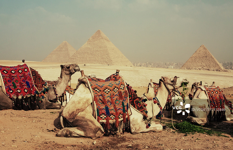 骆驼与金字塔图片素材