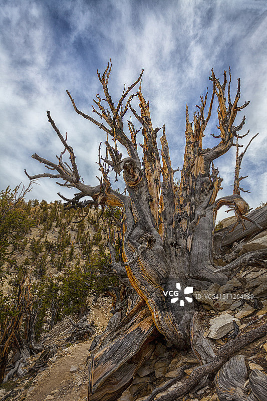 古老的狐尾松林图片素材
