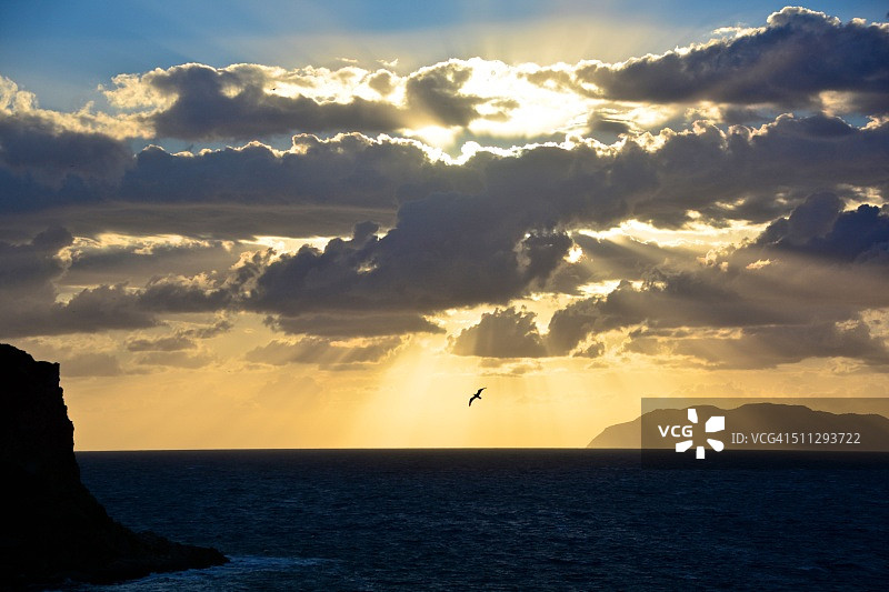 西西里岛的海鸥图片素材