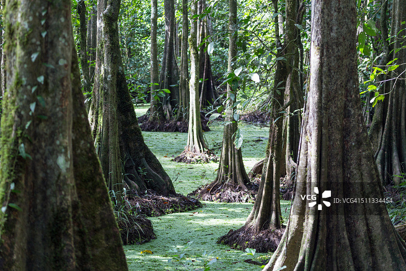 丛林沼泽图片素材