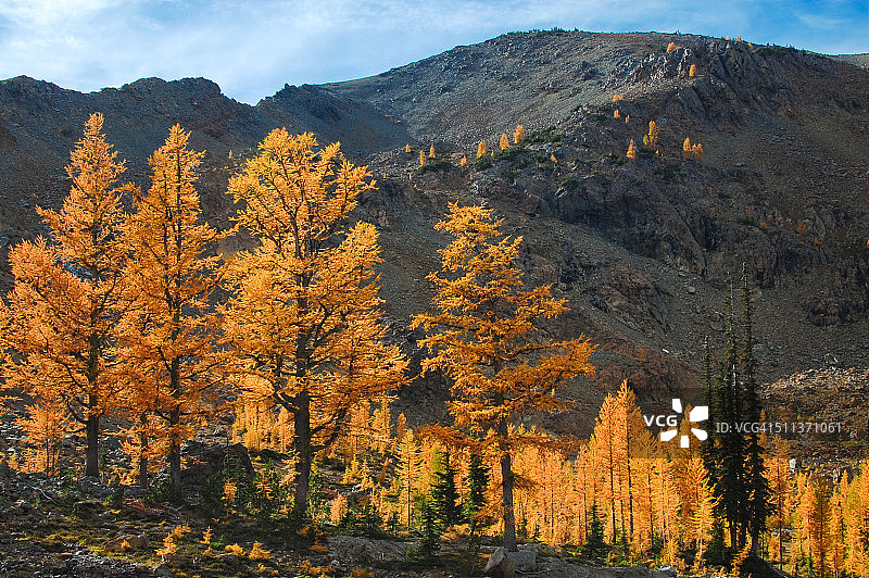 金色落叶松图片素材