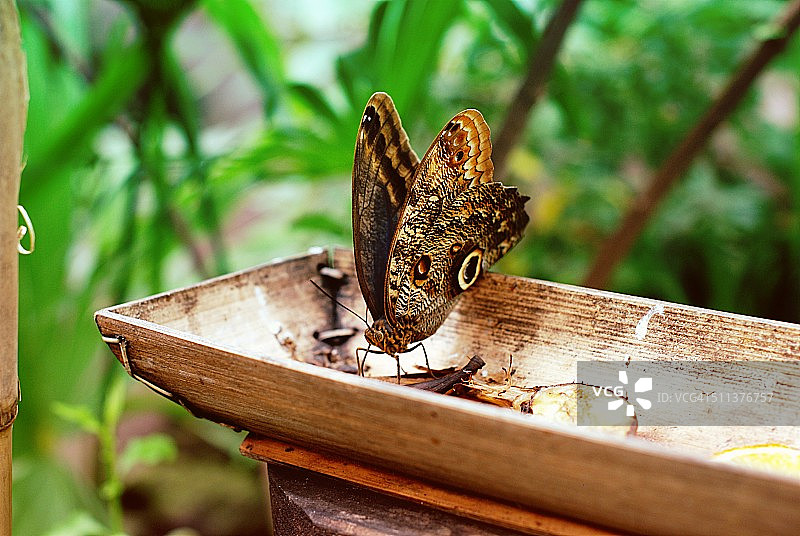 门农燕蛾图片素材