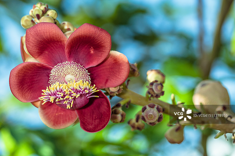 炮弹果图片素材