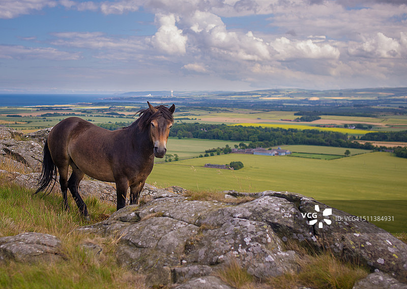 小马在山坡上图片素材