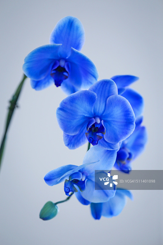 蓝色花朵图片素材