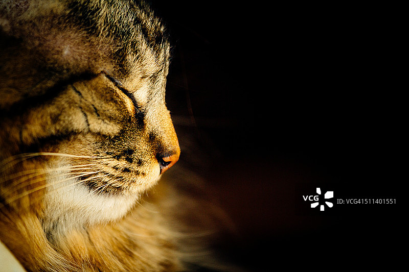 睡觉的猫图片素材