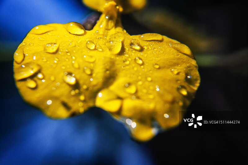 带水滴的花瓣图片素材