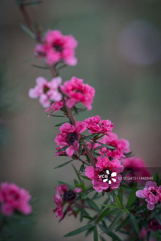 朝圣者女士图片素材