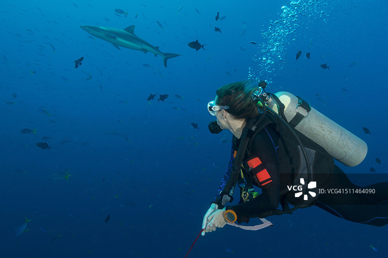 帕劳蓝角潜水 - 密克罗尼西亚图片素材