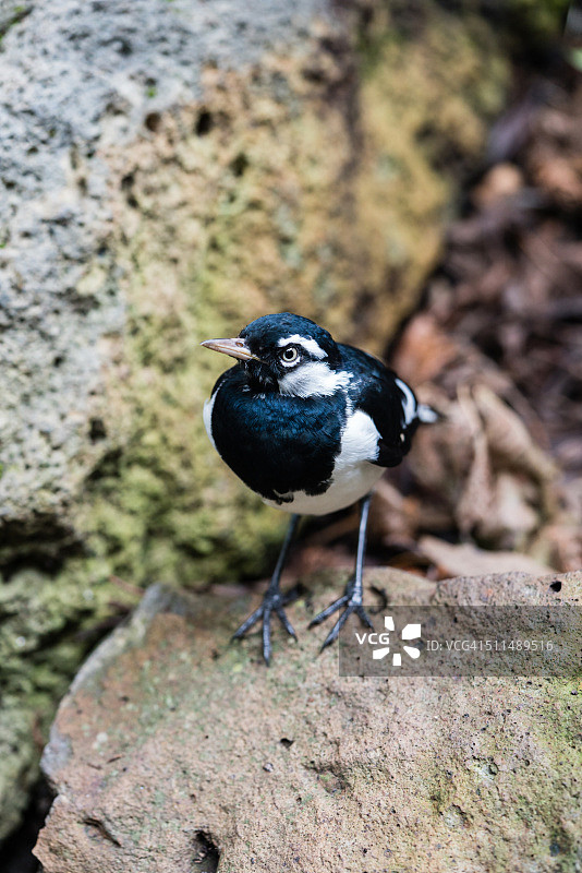 澳洲喜鹊图片素材