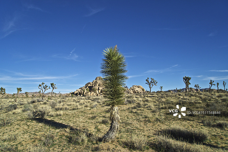 约书亚树国家公园图片素材