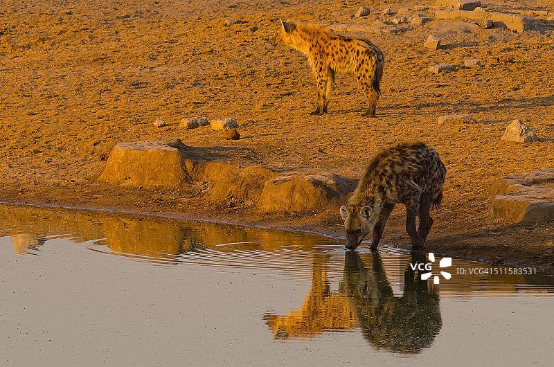 斑鬣狗图片素材