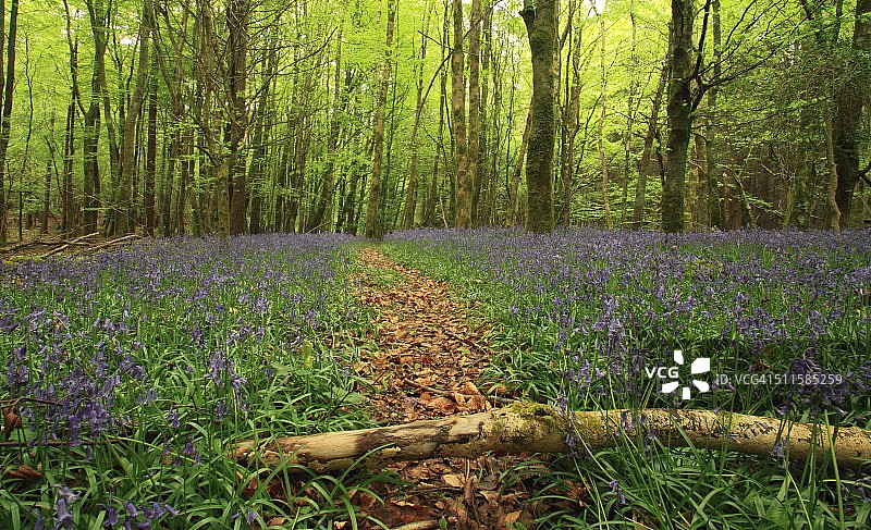 风铃草林地图片素材