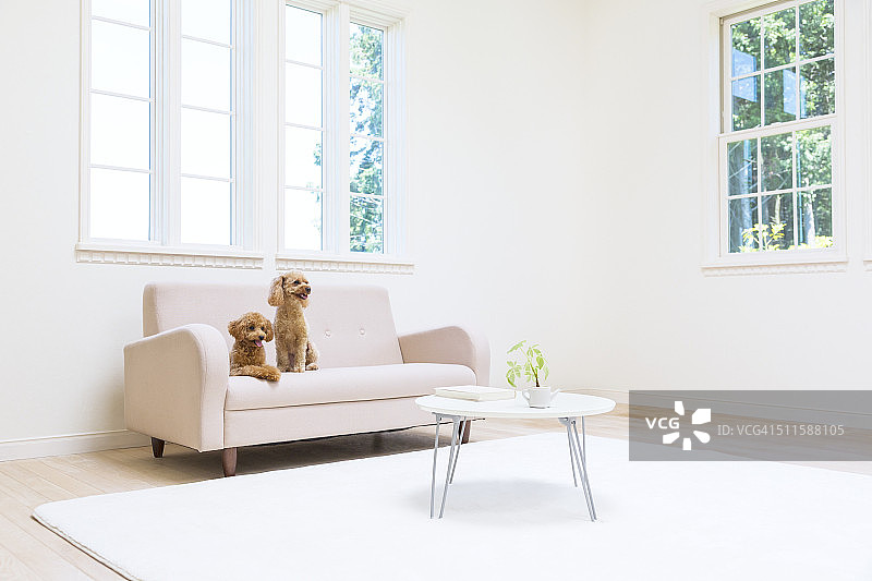 玩具贵宾犬坐在沙发上图片素材