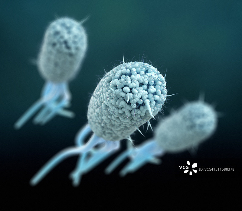 大肠杆菌图片素材