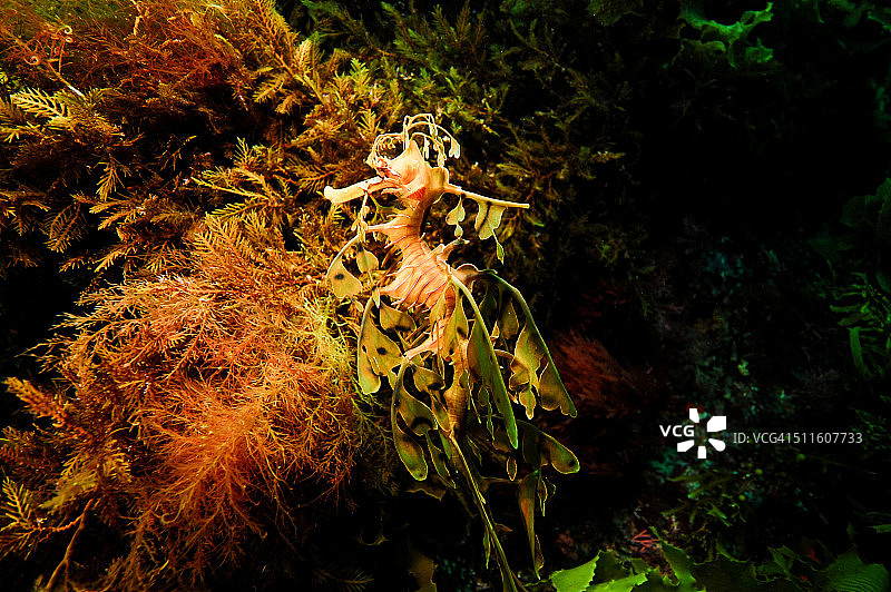 叶海龙图片素材