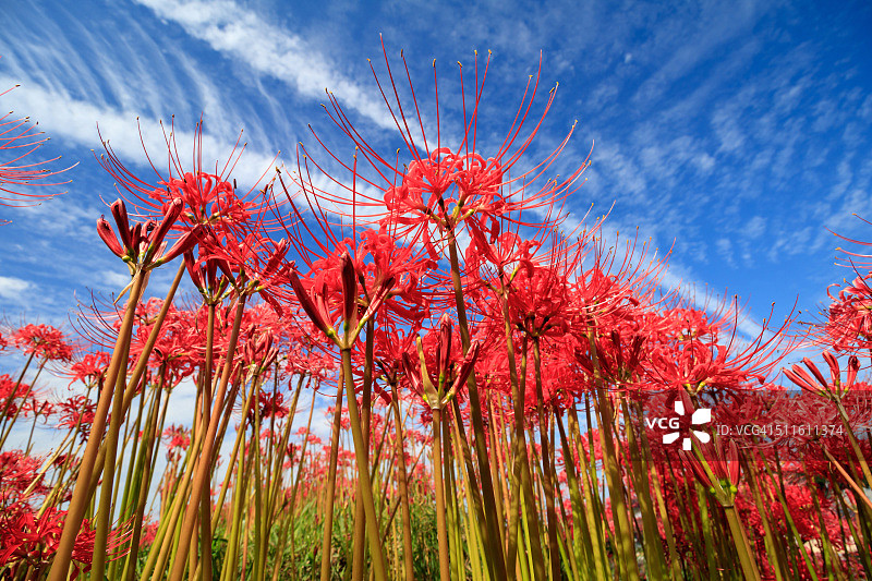 彼岸花图片素材