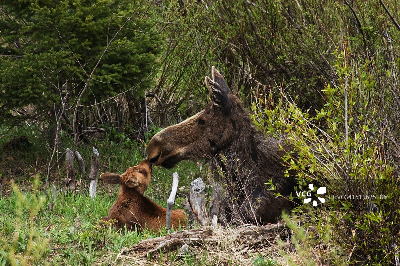 驼鹿亲吻图片素材