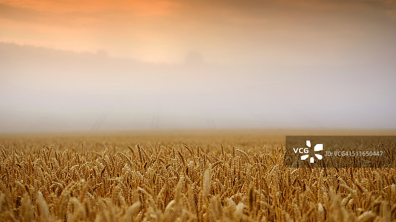 黎明时分的麦田图片素材