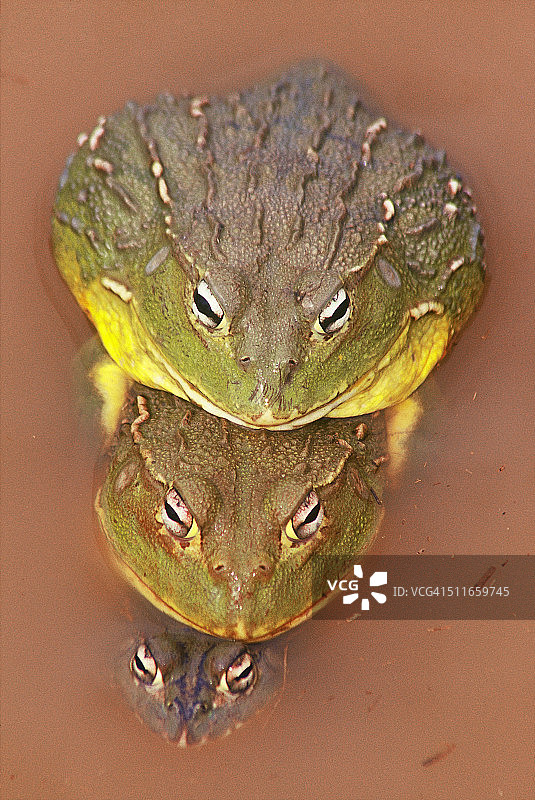 非洲牛蛙三只图片素材