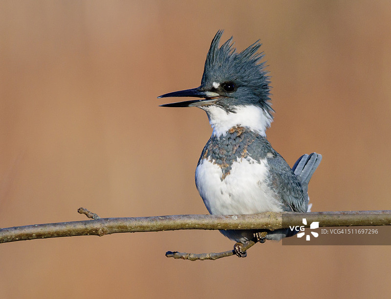 腰带翠鸟图片素材