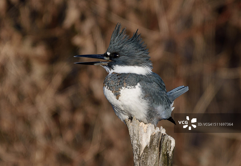 雄性带翠鸟图片素材