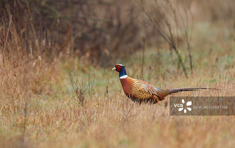 环颈雉图片素材