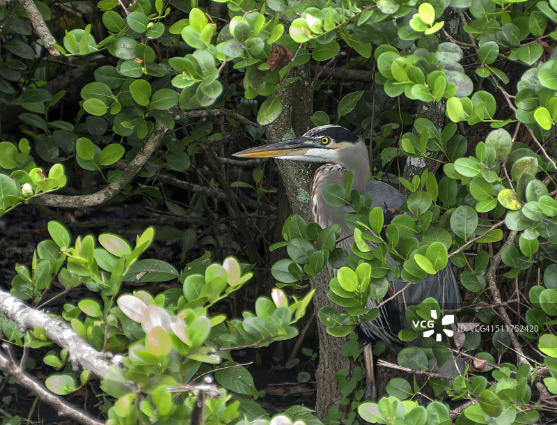 隐藏在视野中图片素材