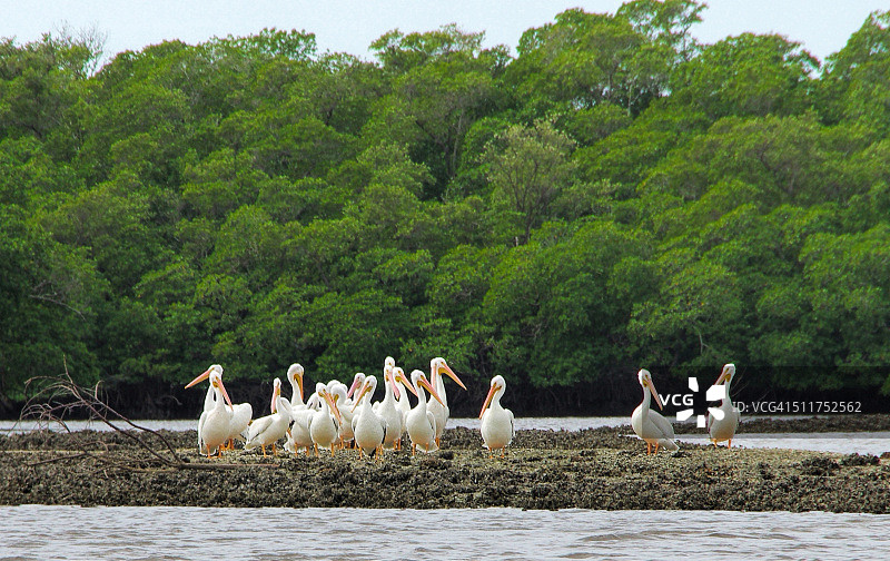 一群美洲白鹈鹕图片素材
