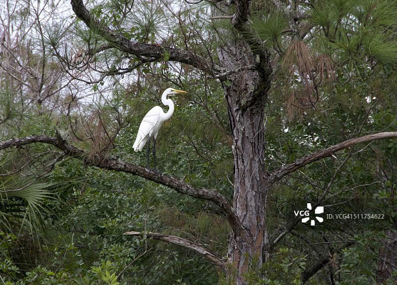 树上的大白鹭图片素材