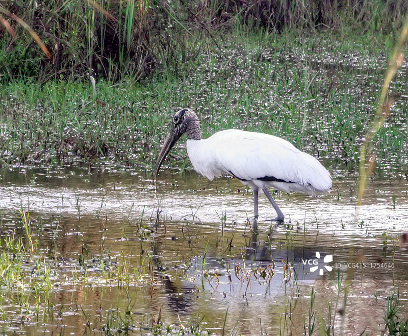 在佛罗里达大沼泽地的美洲木鹳图片素材