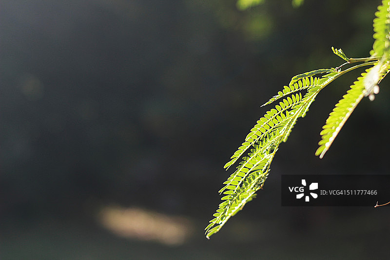 Pili树叶图片素材