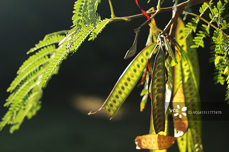 Pili植物图片素材