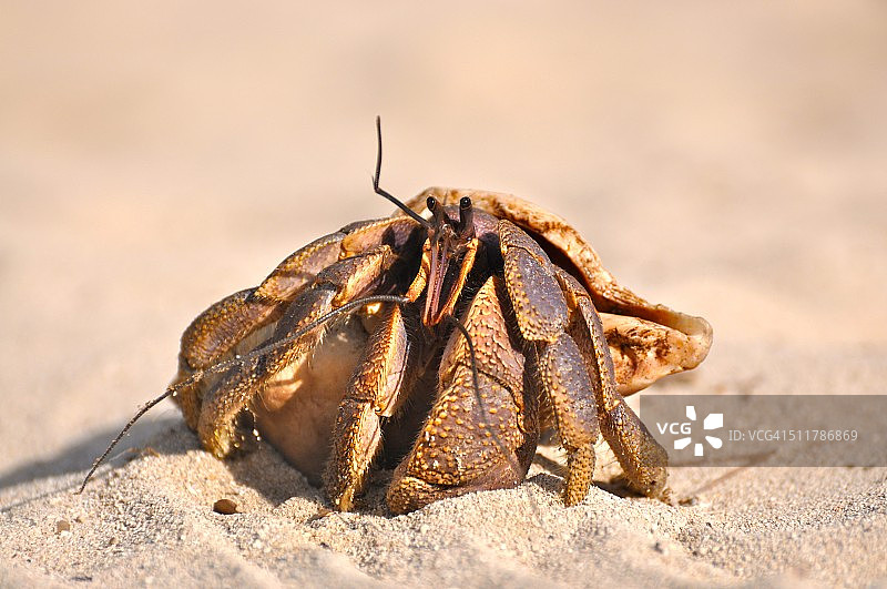 幼年椰子蟹图片素材