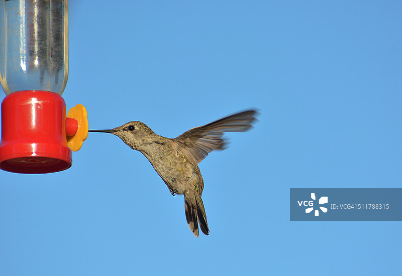雌性安娜蜂鸟空中进食图片素材