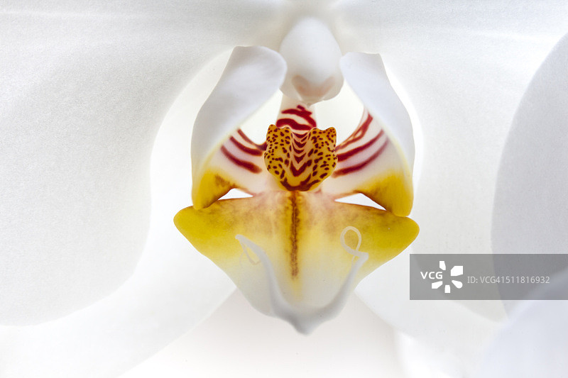 白色兰花特写图片素材